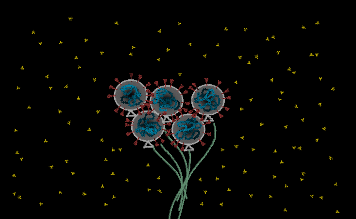 COVID-19 may keep us distanced, but we can still celebrate! Our immune system is our natural defense system, and vaccines will strengthen us (Kirsten Fertuck, Northeastern University)<P>