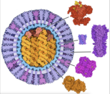 Download an image of H5N1
