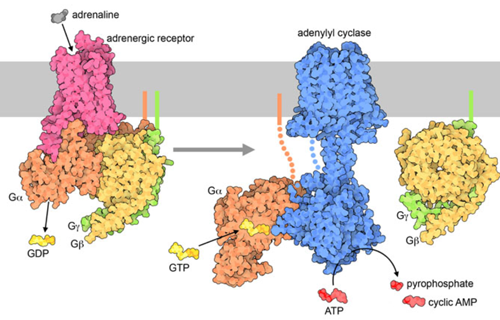 Illustration form Molecule of the Month on G Proteins