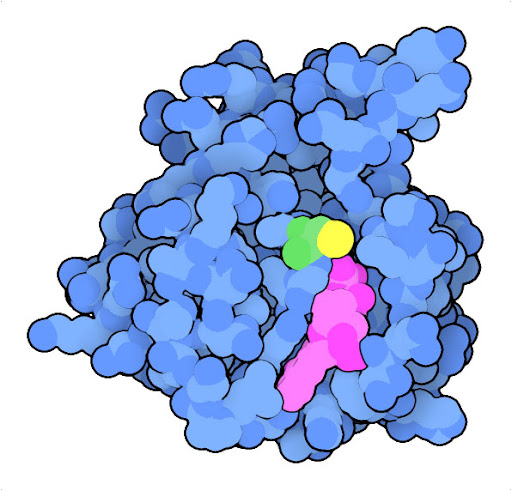 Ras protein with Mutation of glycine to cysteine at position 12