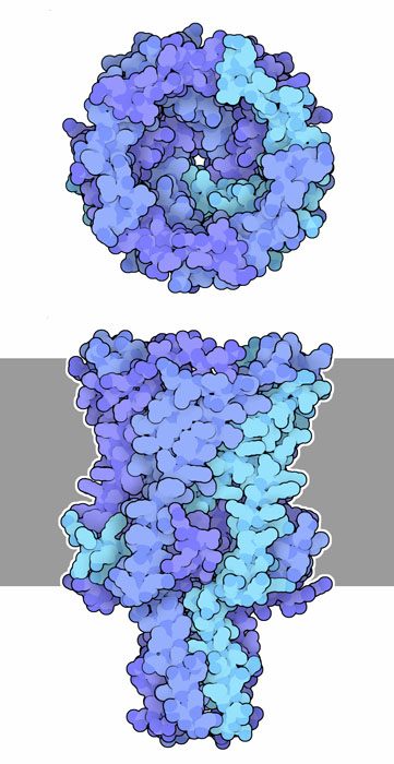 Closed conformation of the mechanosensitive channel of large conductance (MscL).