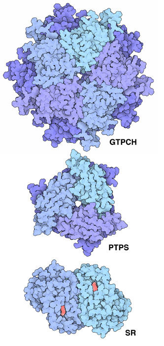 Three enzymes perform sequential steps in tetrahydrobiopterin synthesis.