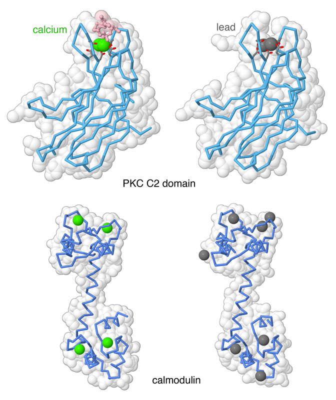 Structures of two signaling proteins are shown with their normal calcium ions (green spheres) and poisoned by lead ions (gray spheres).