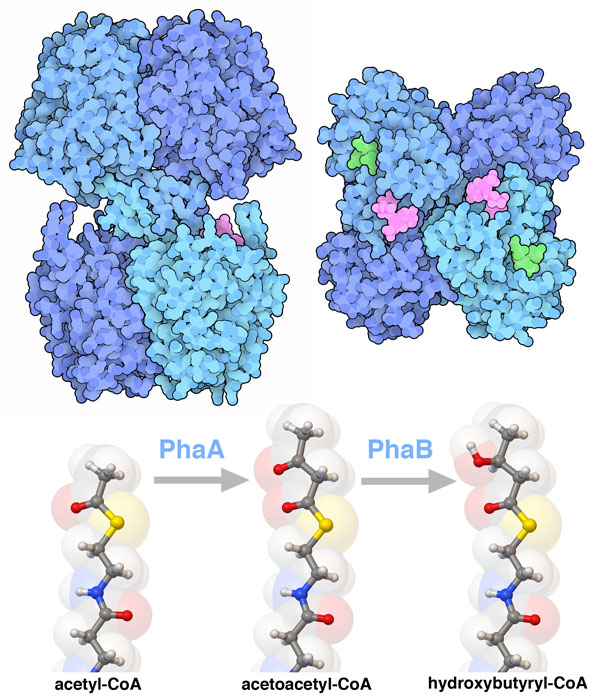 Two enzymatic reactions to prepare hydroxybutyrate-CoA.