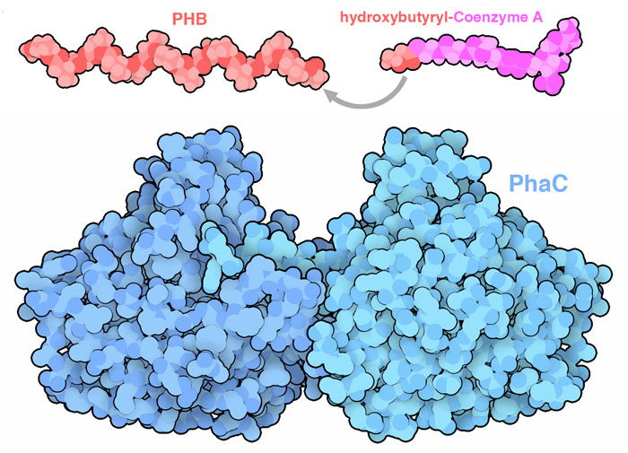 Reaction performed by polyhydroxybutyrate synthase (PhaC).