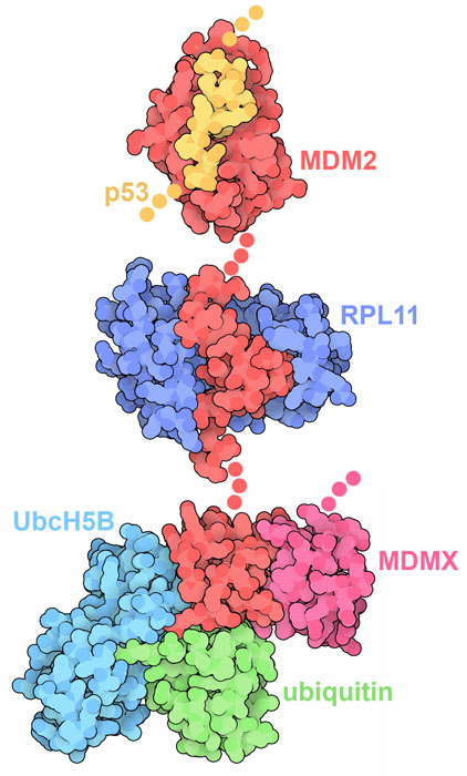 At the top, MDM2 (red) is interacting with a small portion of p53 tumor suppressor (yellow). In the middle, MDM2 is interacting with ribosomal protein RPL11 (blue). At the bottom, MDM2 is interacting with one domain from MDMX (magenta), and the complex of ubiquitin (green) with the carrier protein UbcH5B (turquoise).