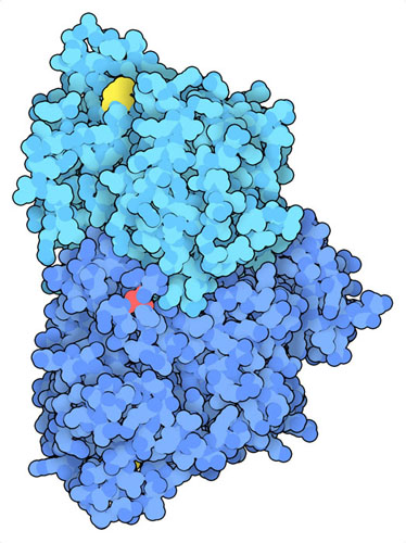 The dimeric form of PKM2 with a site of phosphorylation (serine 37) in yellow and a site of acylation (lysine 433) in red.