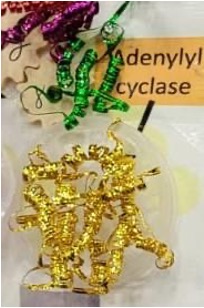 G-Protein Coupled receptor on the poster
